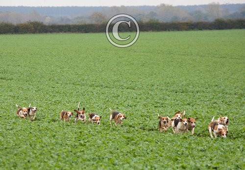 Beagles 7 DM0228